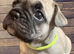 French Bulldog Puppies
