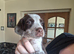 6 Kelpie cross spaniel