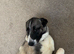 Big beautiful girl needs rehoming