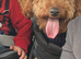 Labradoodle