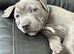 Stunning Blue Staffordshire bull terrier boy kc registered