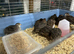 Jumbo quail Tibetan tuxedo.