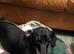 Black and Tan Dachshund Boy