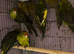 Mixed kakarikis