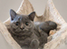 Stunning GCCF registered BRITISH SHORTHAIR