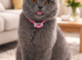 Gorgeous British Shorthair Kittens - BSH - GCCF