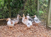 Trios Crested Bantam Ducks aka Crested Miniature Appleyard