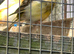 Variegated canary hens