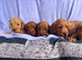 Gorgeous F1 cockapoo puppies