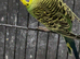 Male normal green budgie (helicopter bred split for tcb and blackface)