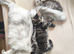 ready now STUNNING TICA MAINE COON KITTENS