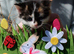 Kittens for sale