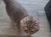 Beautiful purebred british long haired girl