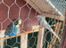 Budgies x 2 Male