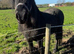 Fell stallion registered