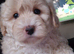 BEAUTIFUL MALTIPOO GIRL