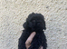 Hungarian puli cross miniature poodle