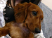 Miniature dachshund