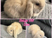 3 baby mini lops