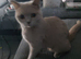 Bsh kitten last little girl needing a forever home