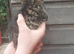 Bengal X KITTENS 2 Boys 2 Girls Ready Now
