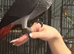 African grey baby's ready now - 3 LEFT