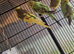 This year's baby budgies
