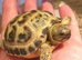 Baby tortoise with fully set up home&accesories