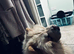 Male cream chow chow for sale