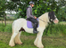 15hh 11 year old gelding