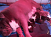 KC registered bulldogs