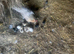Bantam Hen and 9chicks