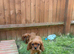 Cavalier King Charles(boys remaining)