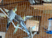 Cockatiels. This years 10-14 weeks