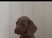 Miniature dachshunds