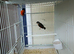 Red siskin for sale
