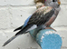 Stunning young pair of bourkes parakeets