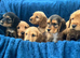 Cocker spaniel puppies