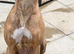 Missing!!!!! Brindle lurcher