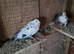Raceing pigeons