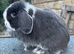 Mini lop girls and boy