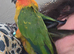 Beautiful hand reared sun conures