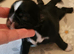 Kc shih tzu imperial line