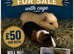 Baby guinea pigs for sale &pound;50 for both