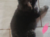 One girl German shepherd puppy