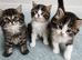 Persian kittens. Beautiful doll faced