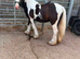 Mini cob show filly