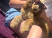 Show cocker spaniel female 6months old