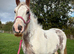 Gorgeous 14.2 Cob Mare