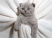 Beautiful Scottish Fold Kittens – £650 Each